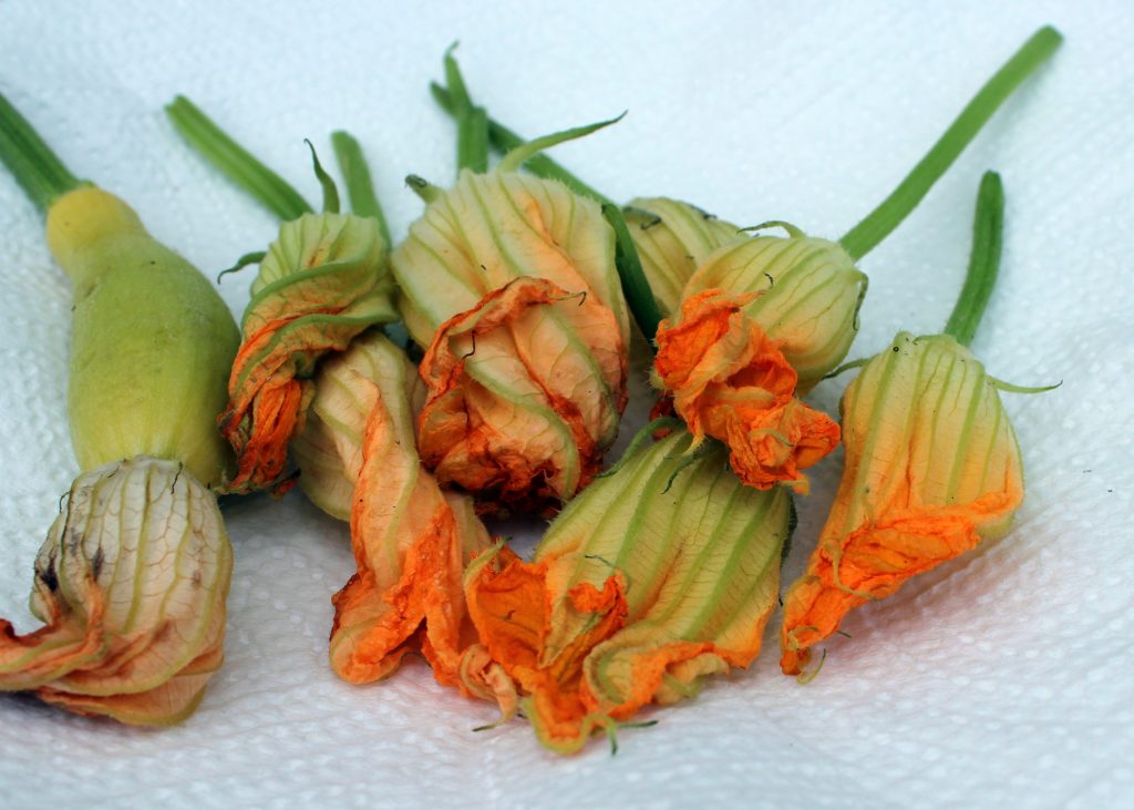 squash blossoms