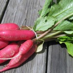 In the Box — Week 5 and 6 {Pickled Radish}