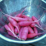 In the Box — CSA Week 8 {Radish Salad}