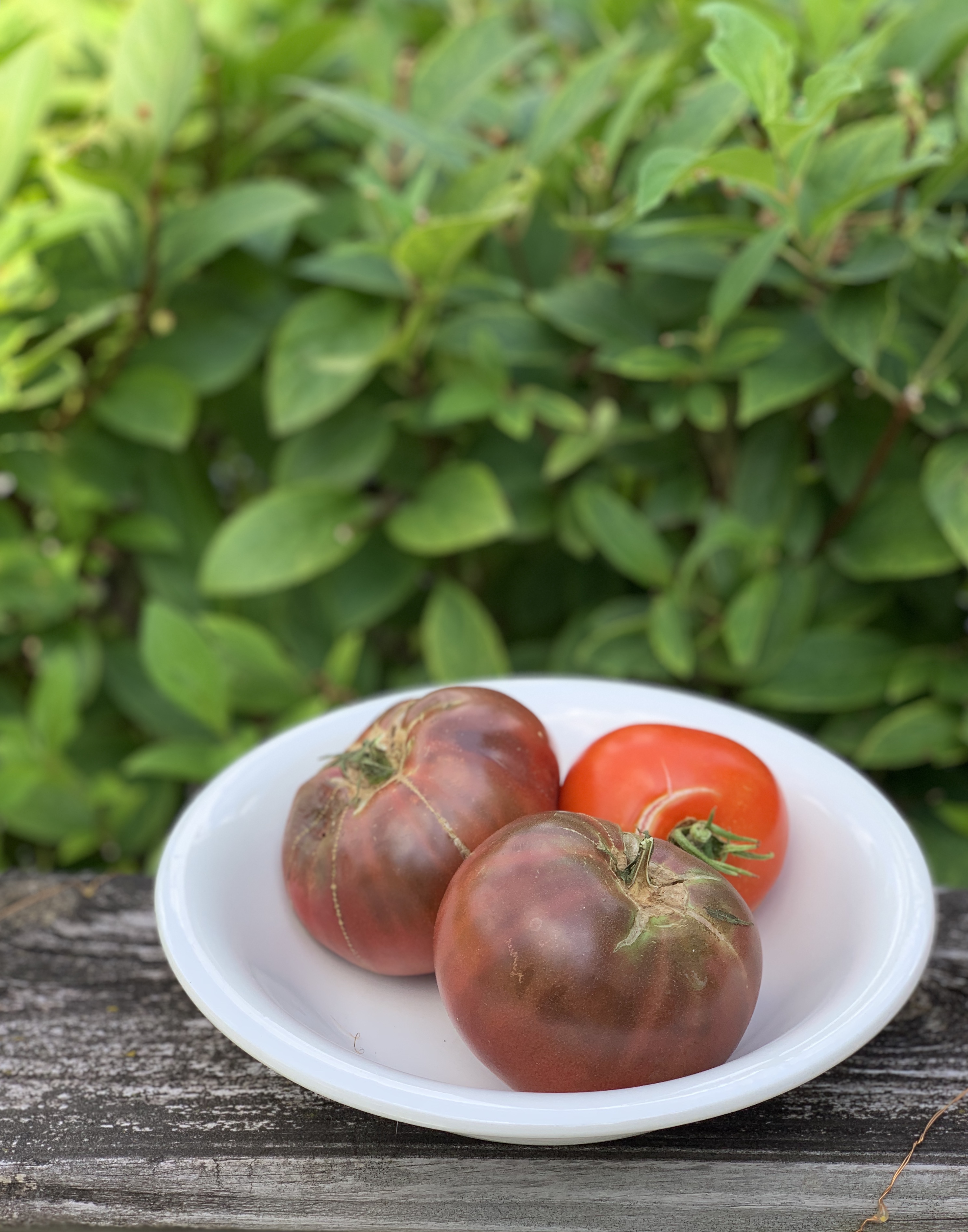 Garden Tomatoes