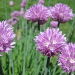 Chive Flower Vinegar