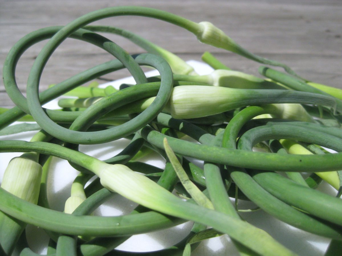 In The Box CSA Week 10 {Garlic Scapes} Jax House