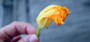 squash blossom